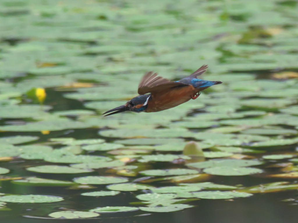 ダイブ 4-1（父親）