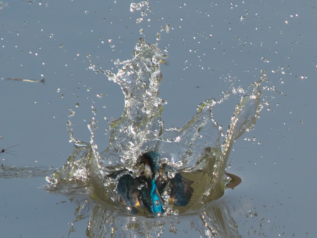 浮上 65-1（父親 エビ獲れたよ）