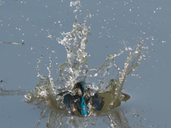 浮上 65-1（父親 エビ獲れたよ）