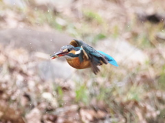 浮上 405（嫁候補）