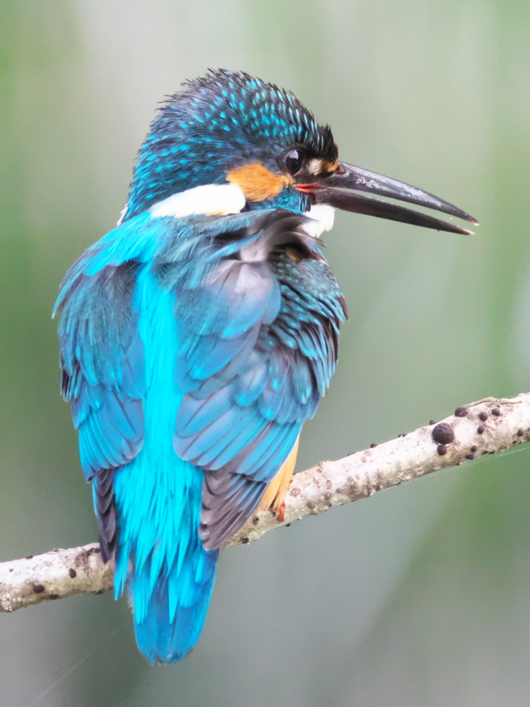 止り木 186（父親）