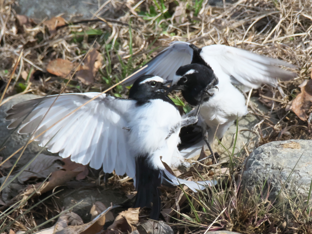 セキレイのバトル 3