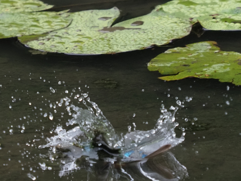 飛び込みシーケンス 2-4