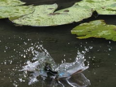 飛び込みシーケンス 2-4