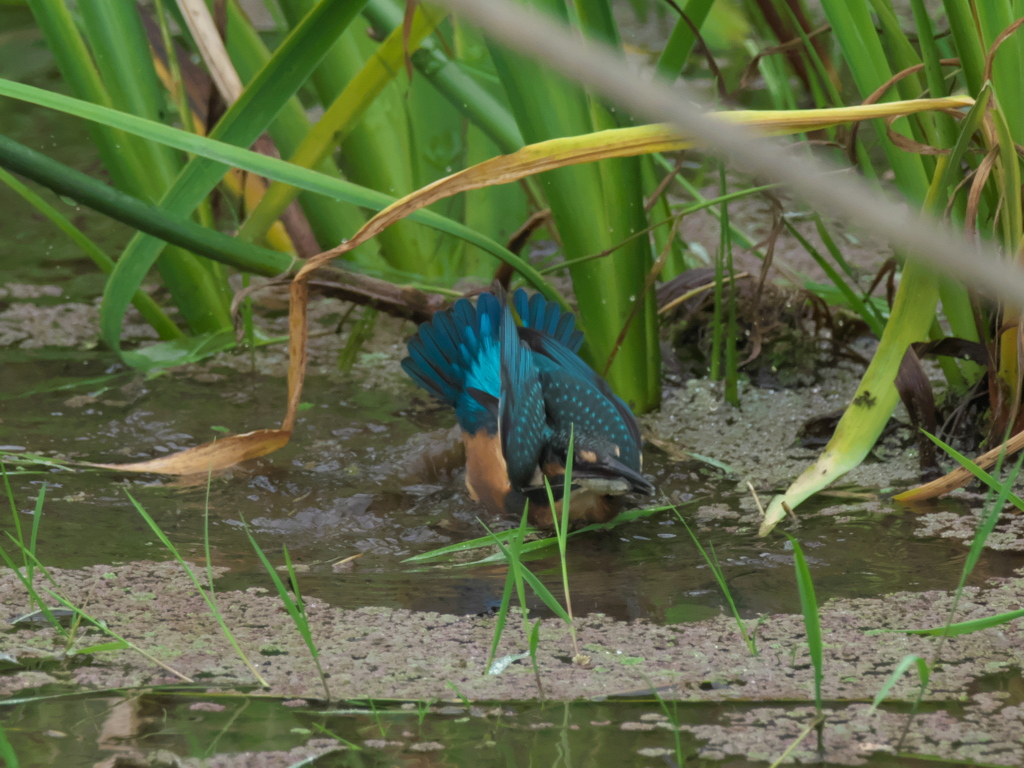 浮上 34-5（雛 只今修業中）