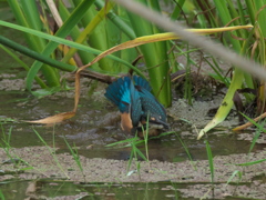 浮上 34-5（雛 只今修業中）