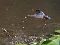 ザリガニ獲れたよ 3-3