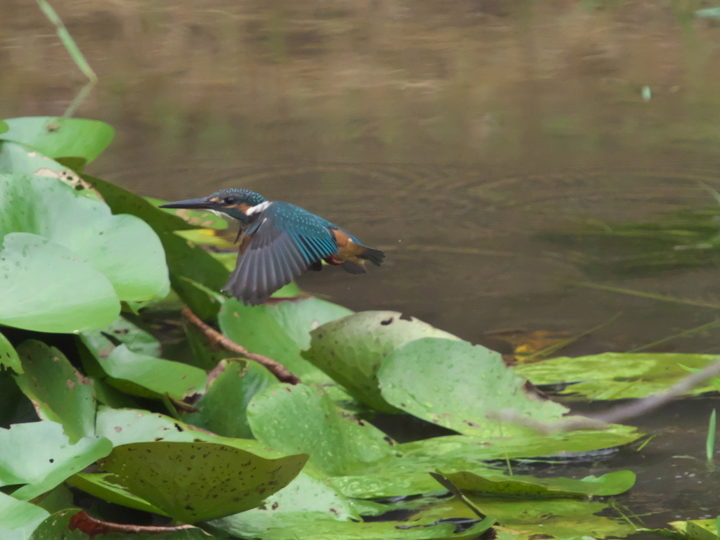 浮上 72-2（黒い若雄）