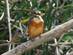 止り木 43-4（嫁候補 お魚食べます）