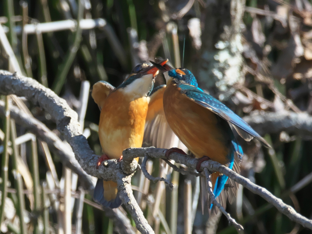 止り木 105-3（嫁候補と父親）