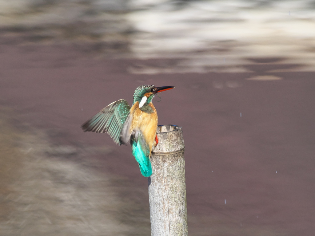 止り木へ 22（嫁候補）