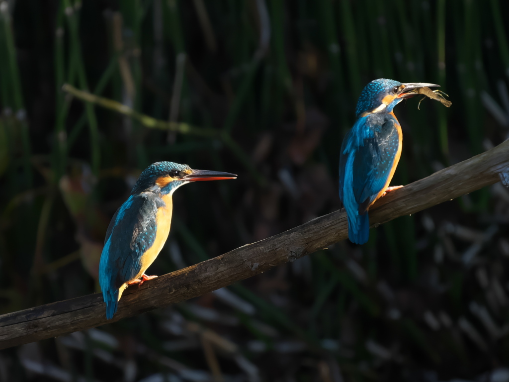 止り木 342（雄と雌）