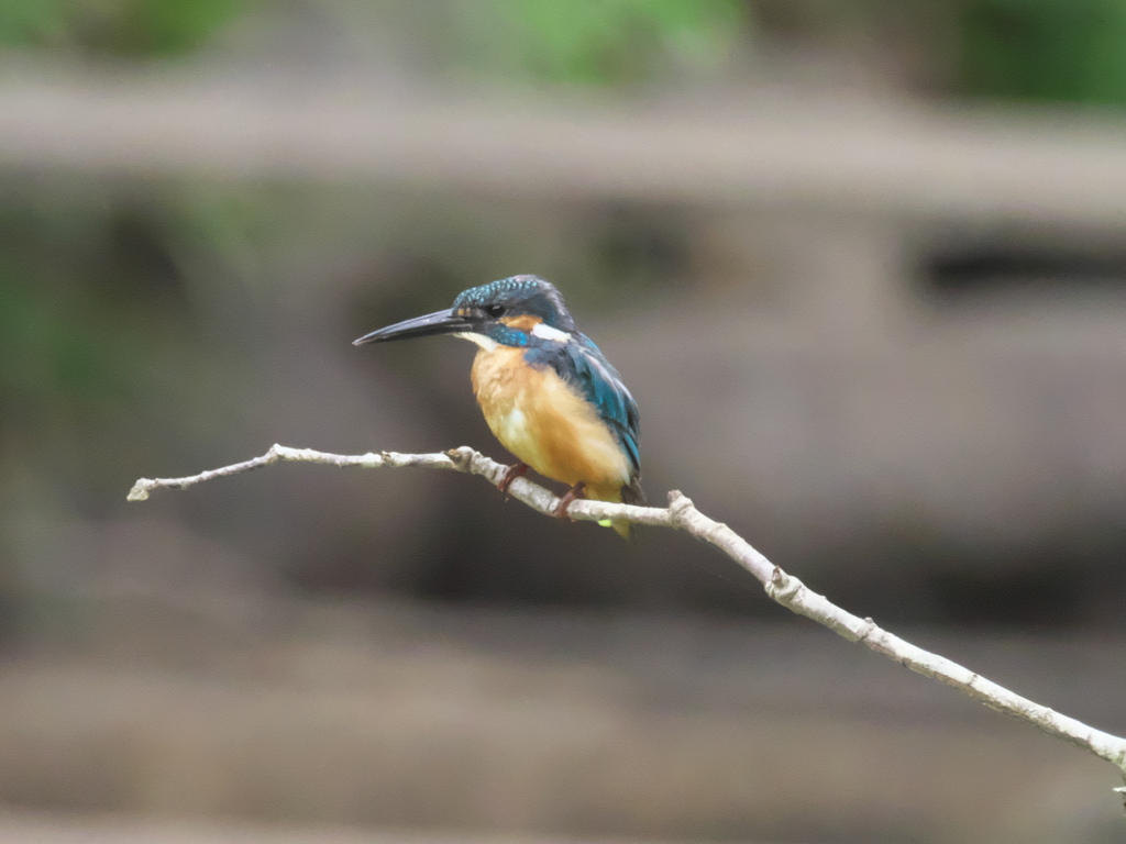 止り木 2（子 父親の目を掠めて）