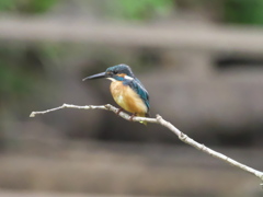 止り木 2（子 父親の目を掠めて）