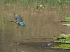浮上 70（嫁候補？）