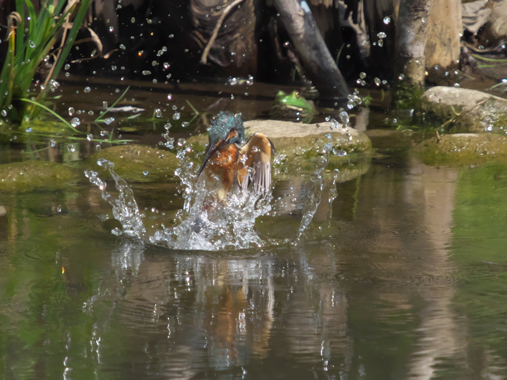 浮上 67-1（嫁候補？）