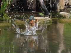 浮上 67-1（嫁候補？）