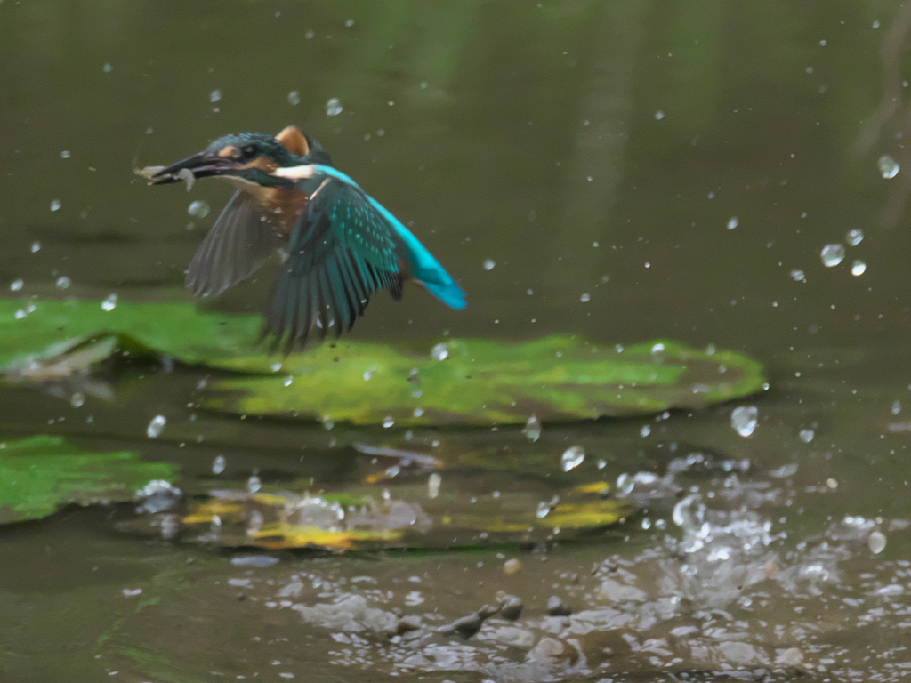 浮上 42（雛 エビ獲れたよ）