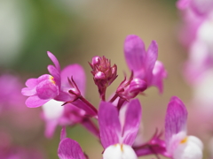 自宅から徒歩５分の世界（花）ヒメハギ？