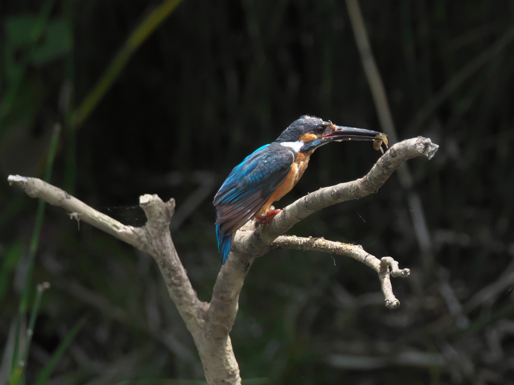 エビ獲れたよ 13（父親） 12