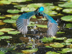 飛び込みシーケンス 36-5