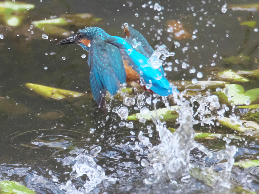 浮上 215（父親）