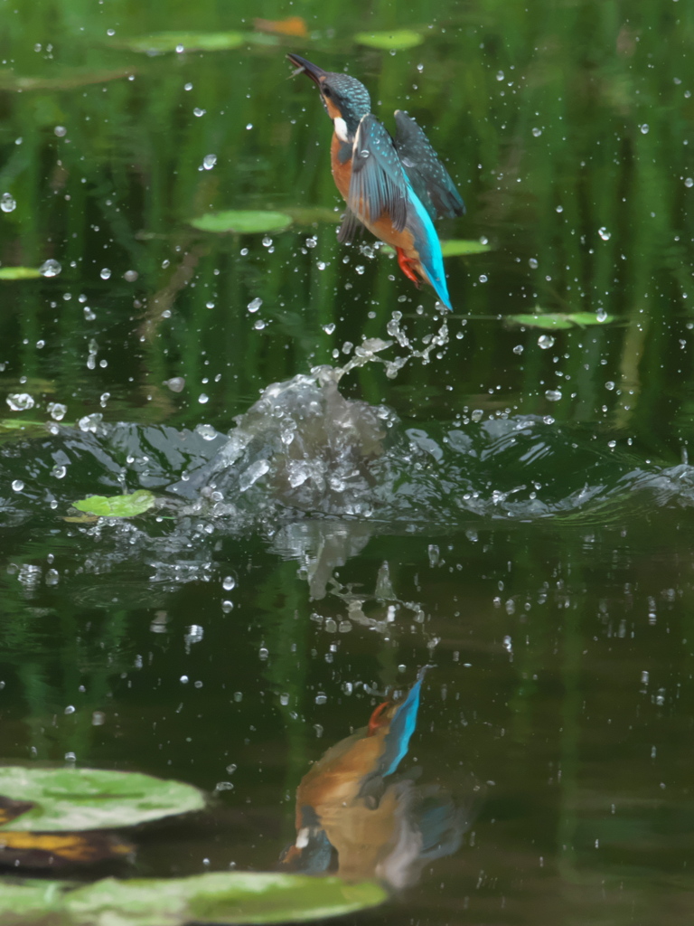 飛び込みシーケンス 21-2（父親）