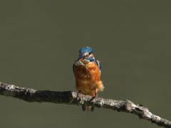 止り木 21（父親）