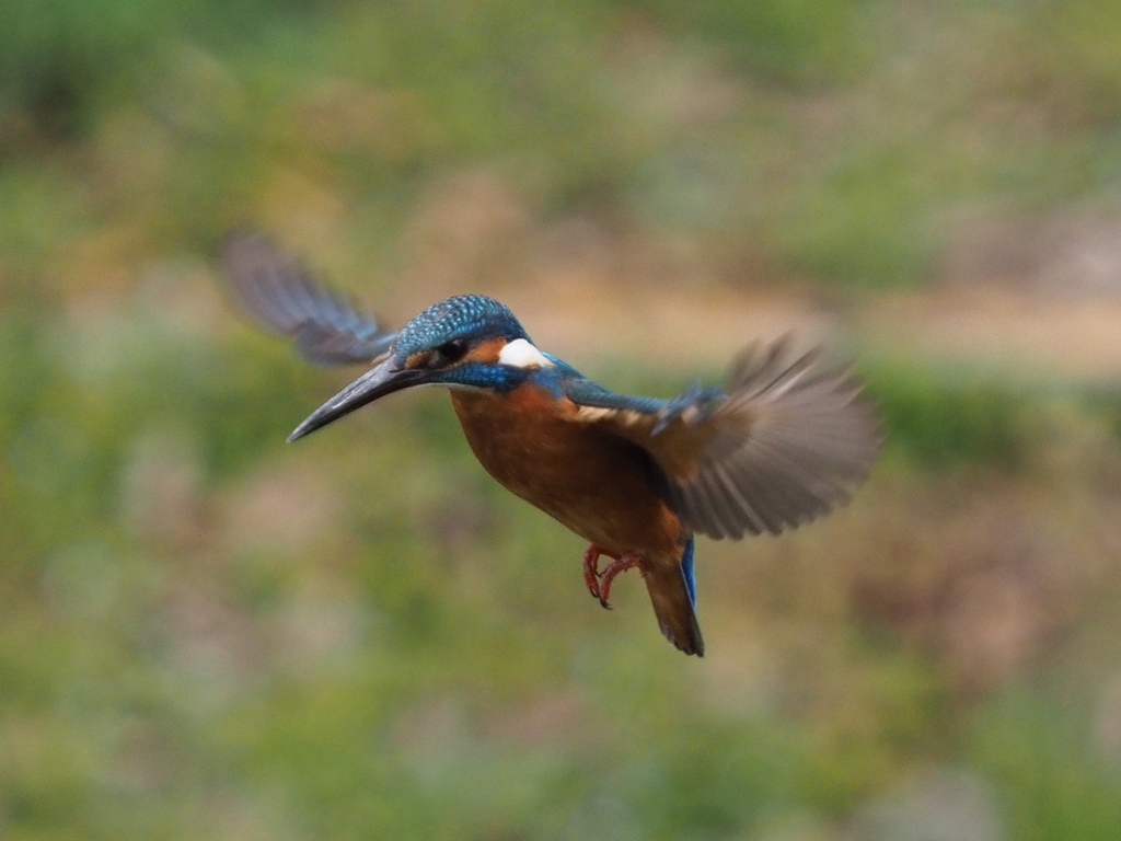 初めてホバ撮れました 200411-5