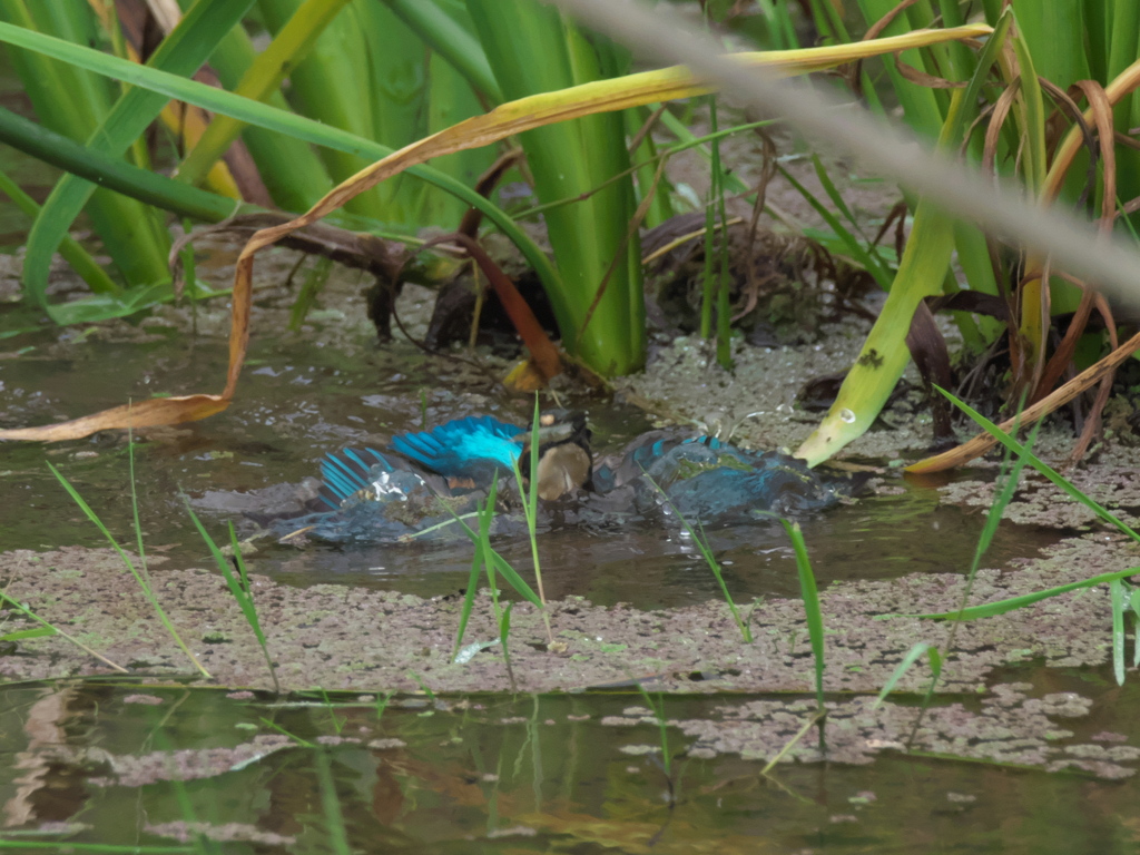 浮上 34-6（雛 只今修業中）