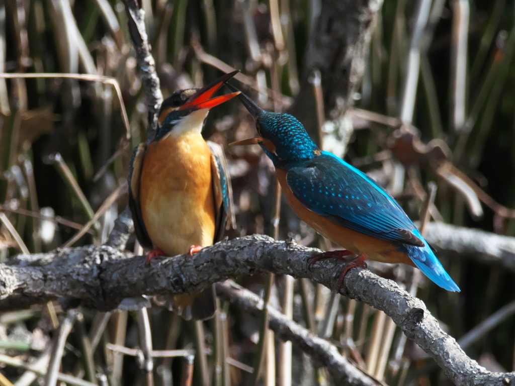 止り木 135-2（嫁候補と父親）