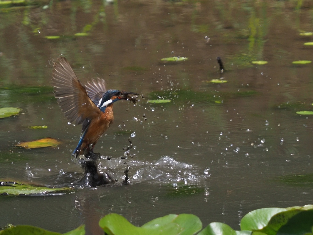 ザリガニ獲れたよ 2-1