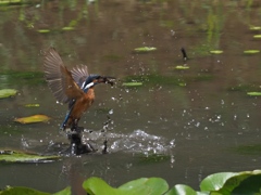 ザリガニ獲れたよ 2-1
