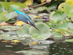 飛び込みシーケンス 25-1（嫁候補）