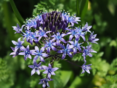 自宅から徒歩５分の世界（花）オオツルボ１