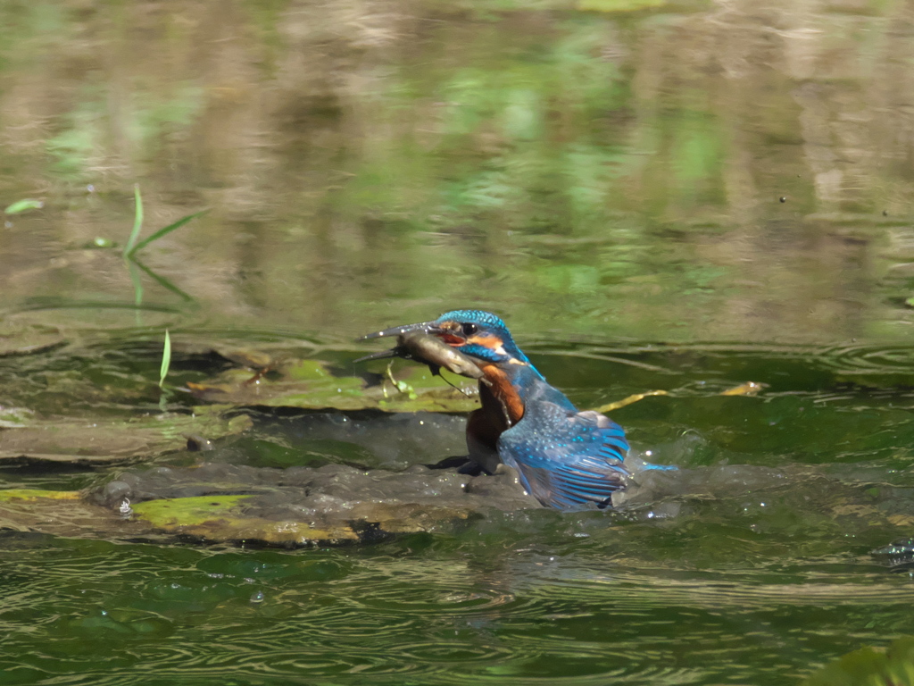 浮上 129-1（父親 ドジョウだと思ったら）