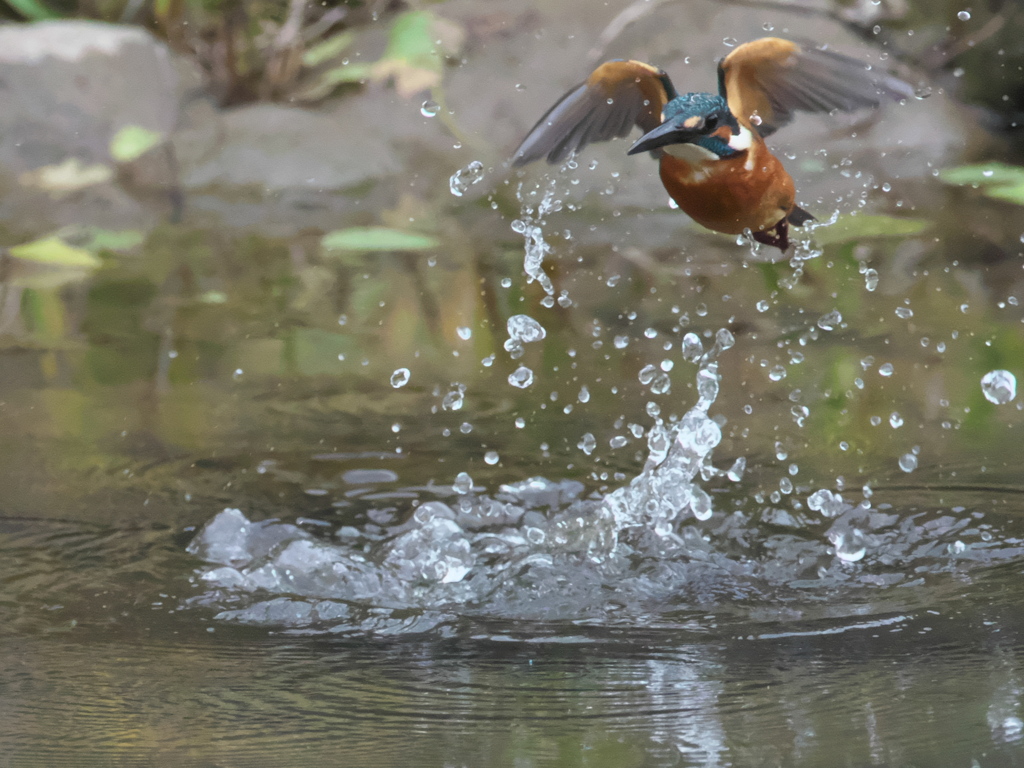 浮上 161-1（父親）