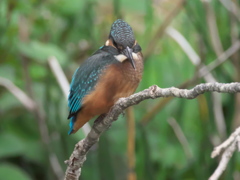 雛 16（お魚物色中）