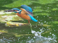 浮上 143-1（父親）