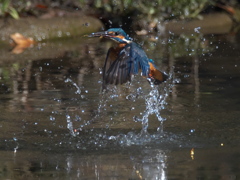 浮上 261（父親）