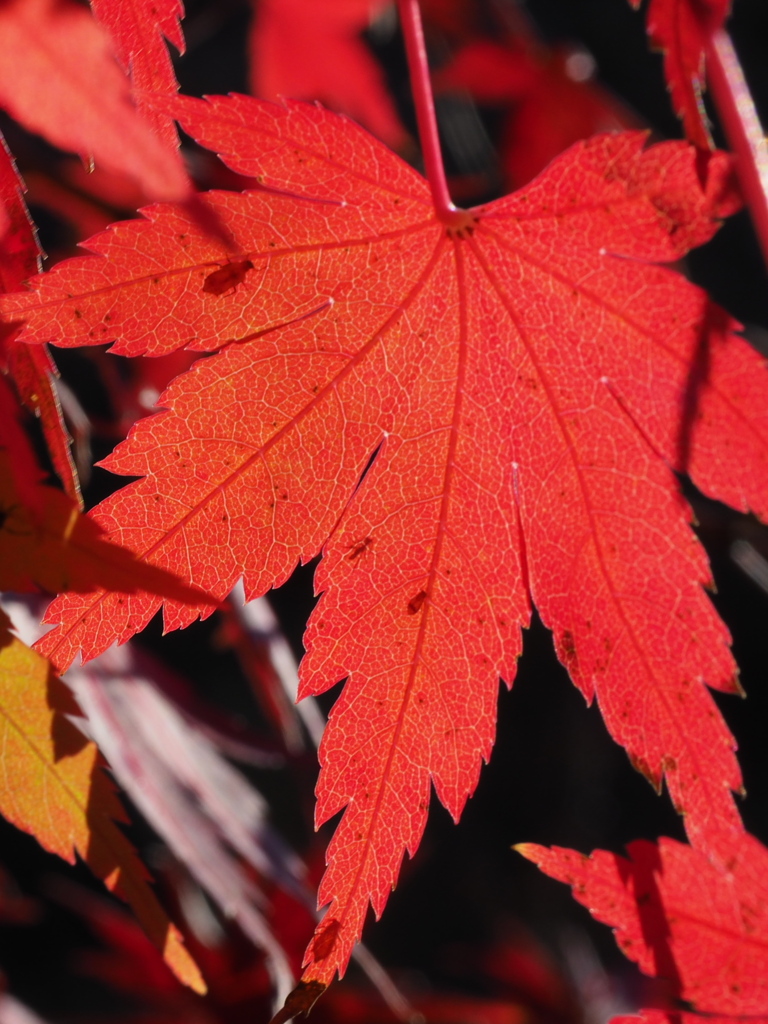 カワセミ公園の紅葉 4