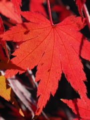カワセミ公園の紅葉 4