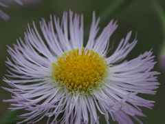 自宅から徒歩５分の世界（花）ハルジオン