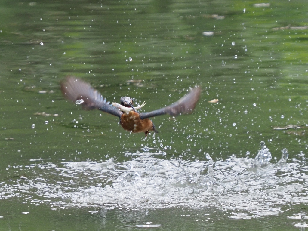 お魚採れたよ 9-1