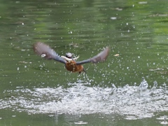 お魚採れたよ 9-1