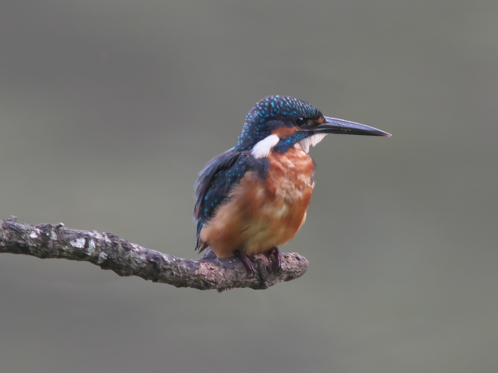 止り木 10（父親）