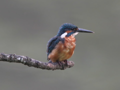 止り木 10（父親）