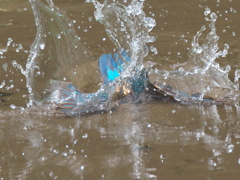 飛び込みシーケンス 8-3（父親）