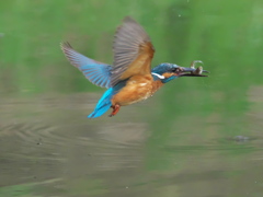 お魚獲れたよ 35