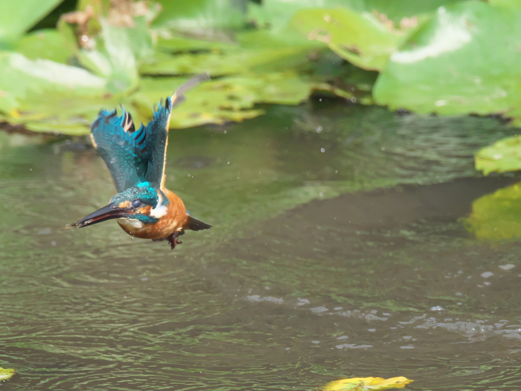 浮上 86-1（父親）